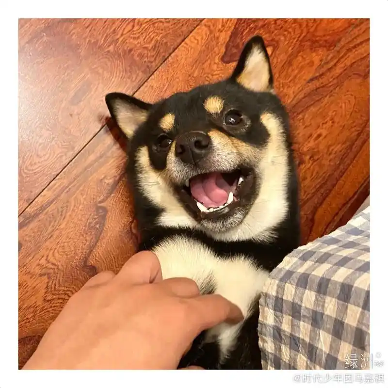 看起来好好rua的六斤 #柴六斤#时代少年团马嘉祺#马嘉祺# - 抖音