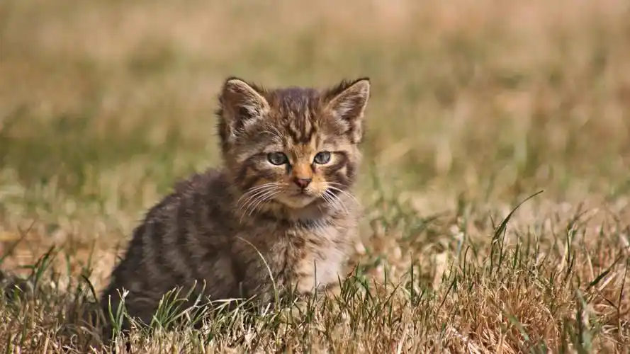 小小猫壁纸高清原图查看