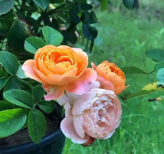 买回来的果汁阳台月季底部叶片一直发黄?太拥挤了,好看不中用