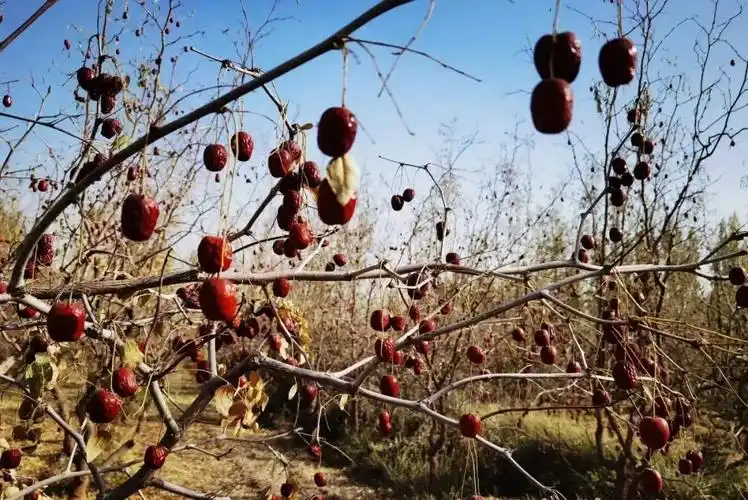 【三农】甘肃酒泉:红枣树下话丰年