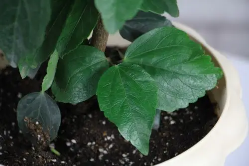 扶桑花叶子掉了还可以活吗