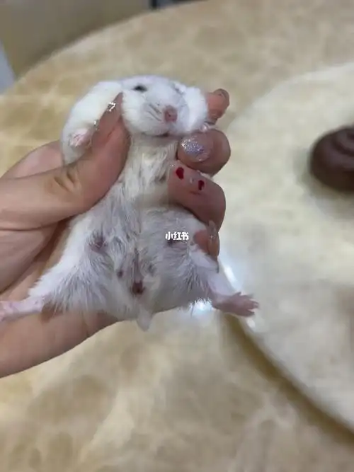 仓鼠是不是又怀孕了