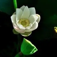 信佛女人微信头像_微信头像图片大全