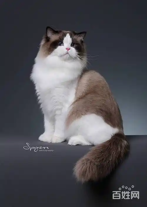 布偶猫海豹双色山猫纹蓝双布偶海豹手套蓝手套重点色