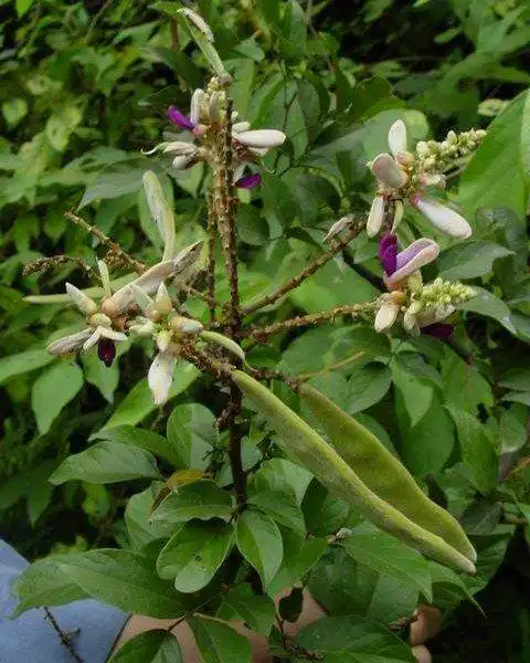 是药材也是文玩,活血,治风湿有特效,老人,女人,孩子都适合!