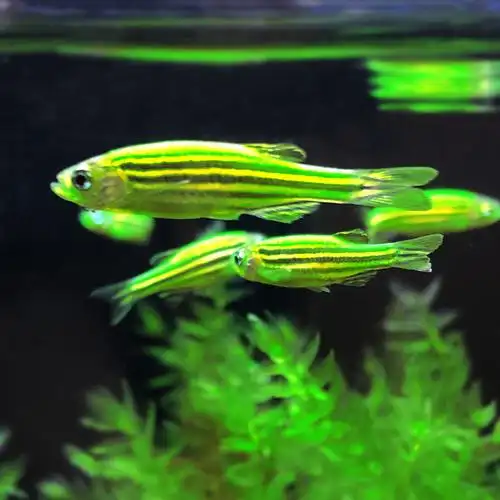 斑马鱼之青苹果24k黄金荧光黄色紫兰红蓝基因鱼
