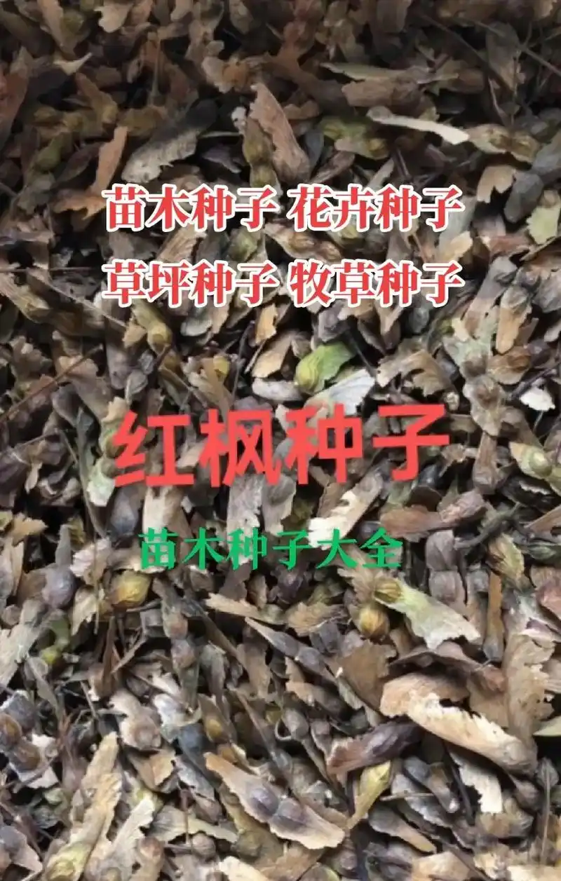 日本红枫种子#中国红枫种子#二色胡枝子种子 金弹子种子,金 - 抖音
