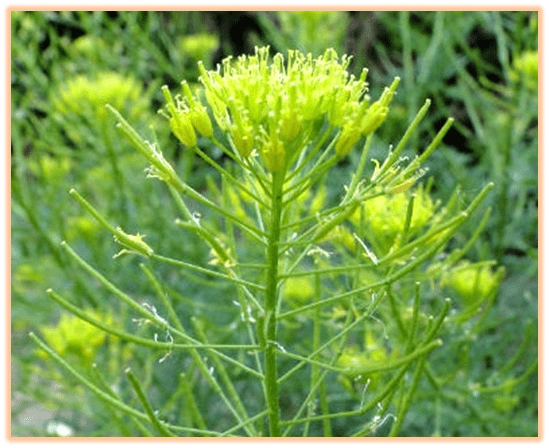 中药知识必学葶苈子