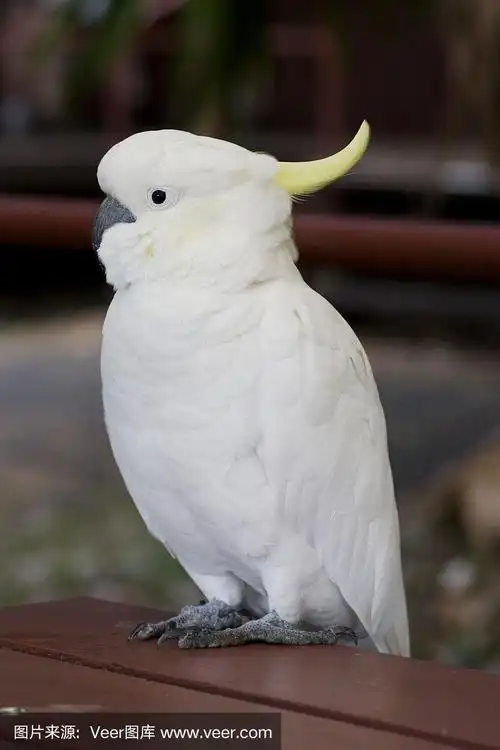 白凤头鹦鹉