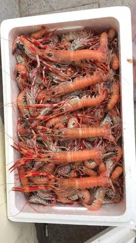 小龙虾 海虾 野生海龙虾 深海海螯虾新鲜卸船直发 顺丰冷链