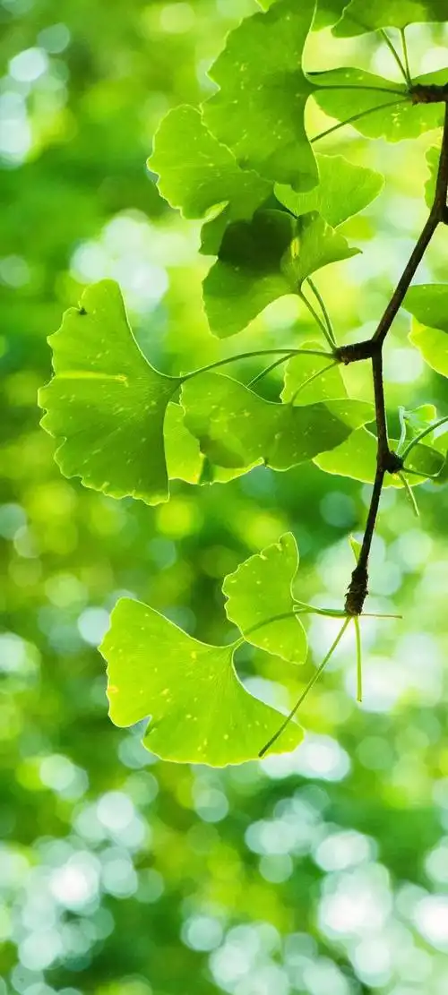 壁纸推荐绿色护眼绿意盎然清新唯美高清无水印