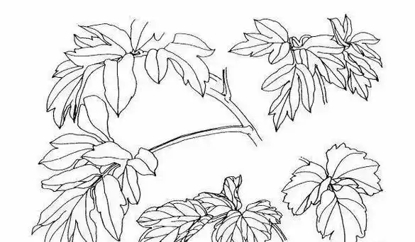 简笔画 手绘 线稿 617_361