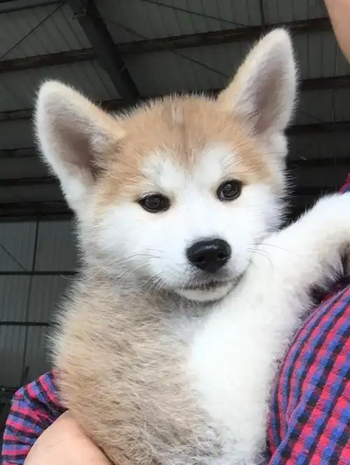 纯种日系秋田犬幼崽出售带秋保血统证加微信可视频