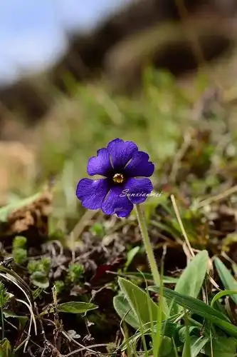 啊啊啊!绿绒蒿花开成海