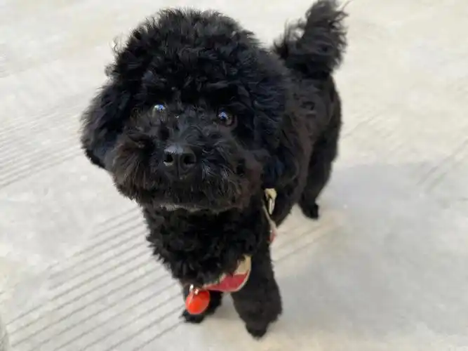 黑泰迪  发出来大家看看 是不是所有的黑色泰迪都长一个月 我崽马上