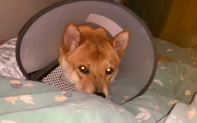 什么叫钛合金狗眼