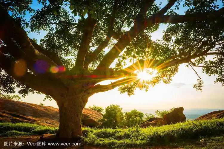 傍晚的太阳穿过大树