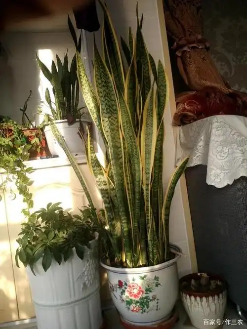 虎皮兰超好养,只要掌握好方法,蹭蹭长的比人都高,侧芽挤破花