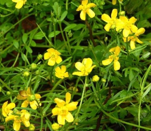 猫爪草 肠-猫爪草 肠,猫爪草, ,肠