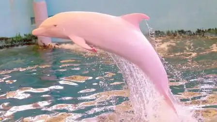 海洋中的精灵,超稀有粉红瓶鼻海豚,全身都是粉色太萌了