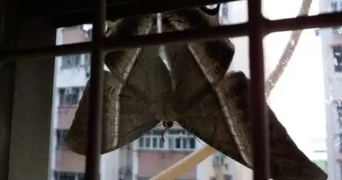 时候常见的物种之一,可是体型大得宛如蝙蝠一样的巨型飞蛾你有见过吗?