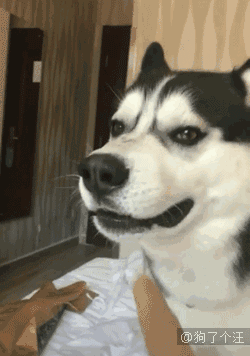 二哈吵醒主人被骂没想到居然哭了