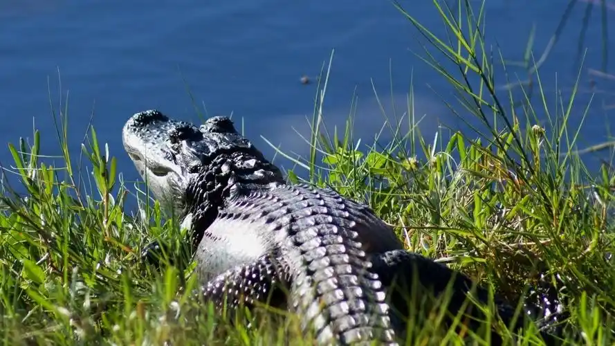 鳄鱼休息在池塘边 壁纸