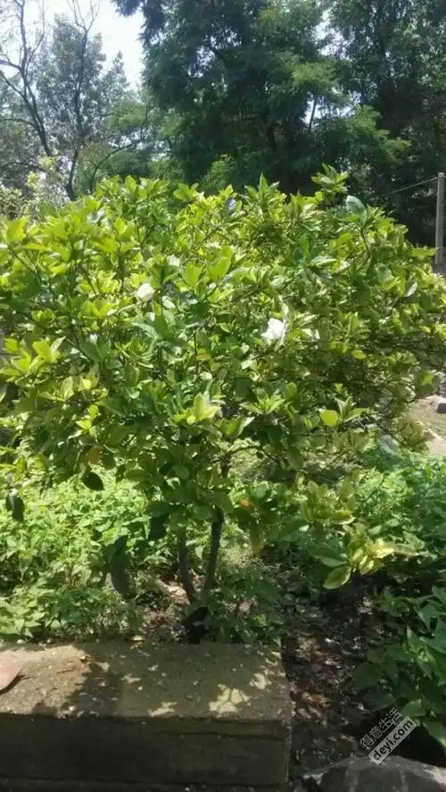 又是一年栀子花开时