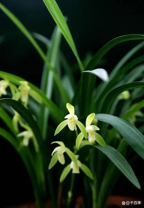 兰花喜欢凉爽湿润的环境,春秋季节有环境优势在,比较好养,但是夏季就