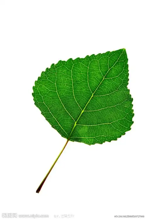 杨树叶图片