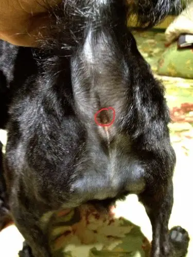 狗狗肛门上侧肉肉有点鼓出来,正常吗?(狗狗五个月大,附图)