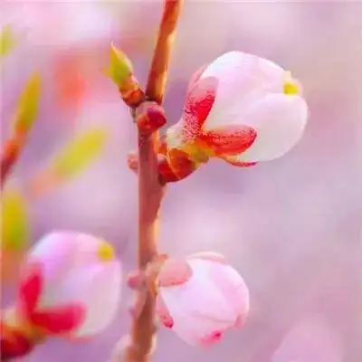 精挑细选的花草微信头像