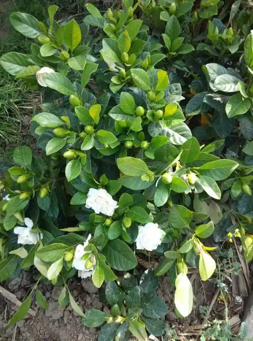 这是一棵什么树?