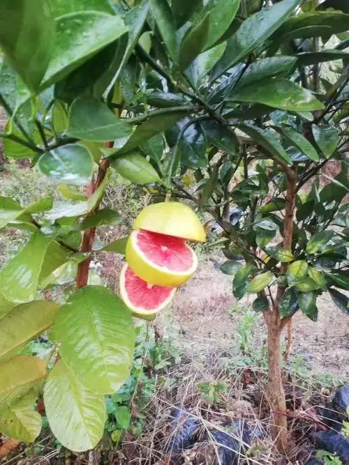 血橙苗 血橙果苗