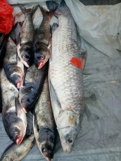 五十斤的大青鲤!