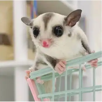 澳洲蜜袋鼯活物异宠蜜袋鼬鼠网红抖音滑翔口袋小飞鼠白脸包活幼崽