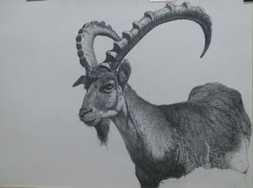 阿尔卑斯山脉の勇士——羱羊|纯艺术|绘画|大kai - 原创作品 - 站酷
