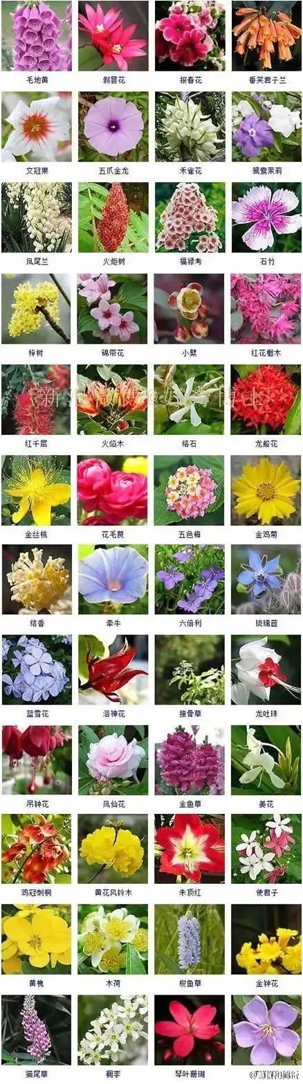 花的名字和图片 所有花的名字图片大全 那天所看见的