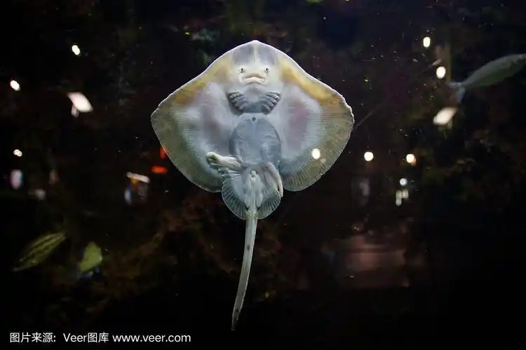 有趣的小鳐鱼在水族馆的玻璃后面看着你.