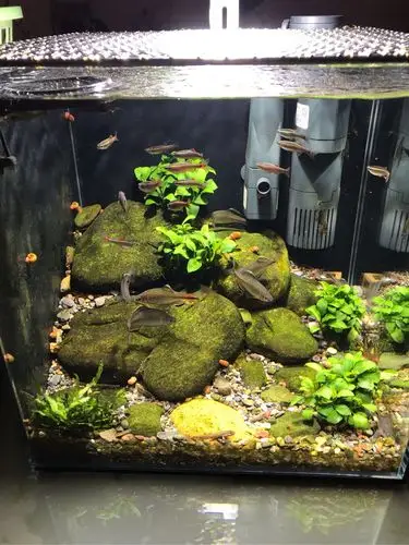 30小缸原生 - 原生态造景 - cta南美水族 - powered by discuz!