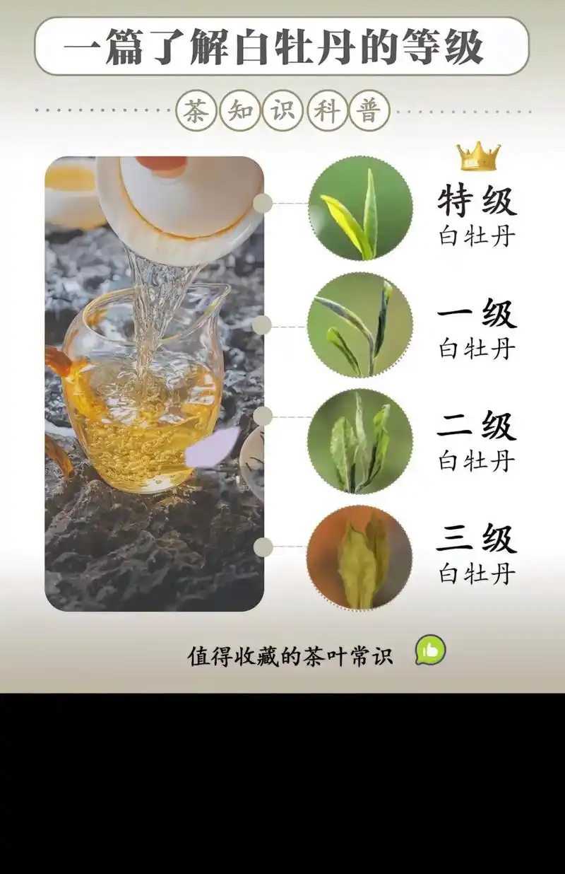 茶中仙子|听说仙女都爱喝"白牡丹" 春天大家爱喝的白牡丹是分 - 抖音