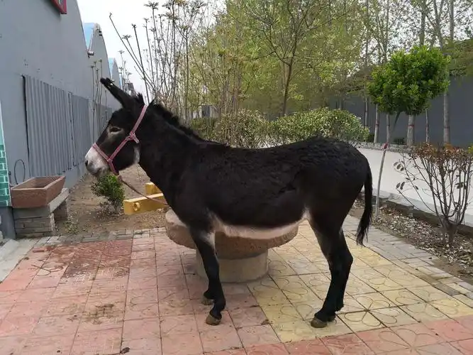 我有一头小毛驴