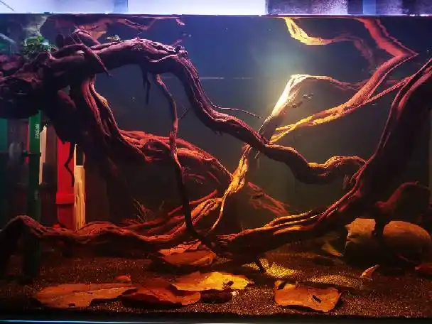 南美枯木缸 - 原生态造景 - cta南美水族