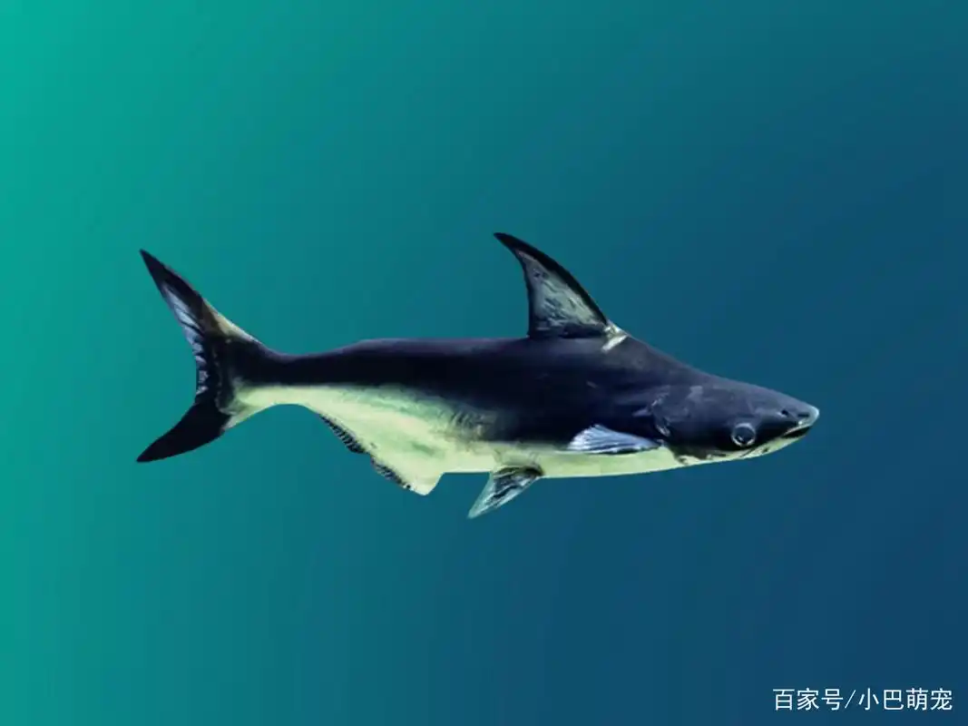 鲨鱼品种有哪些?