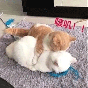 jwebbrowser要什么包表情包丨你太干净了你不懂