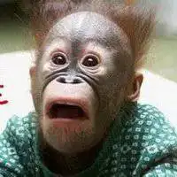 你必须把头像换成猩猩_微信头像图片大全