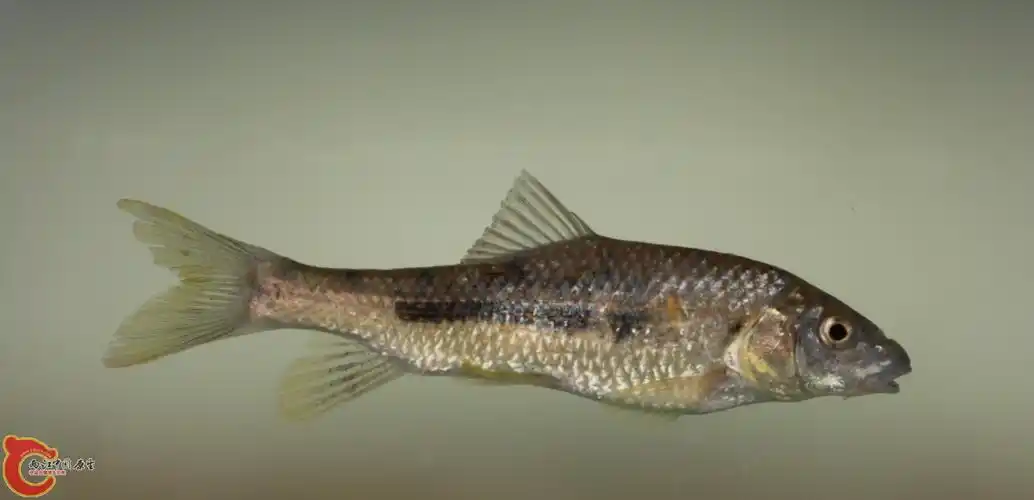 也发几张光唇鱼照片