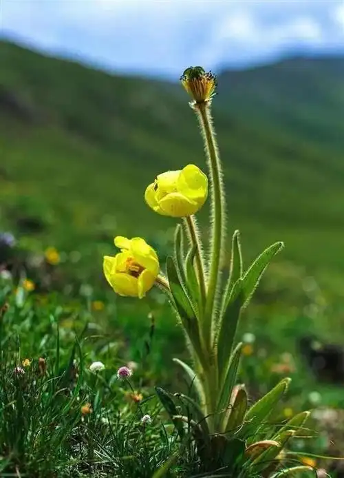 若尔盖野生植物丨全缘叶绿绒蒿,金露梅,狼毒花,蒲公英,星状雪兔子