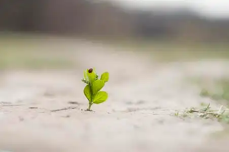 植物生长在坚实地面上的裂缝里,在阳光下和瓢虫一起向上生长.