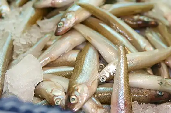 长鳍油胡瓜鱼.图片:ameblo.jp